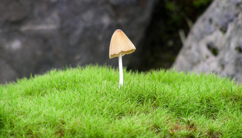 Pilz im Moos